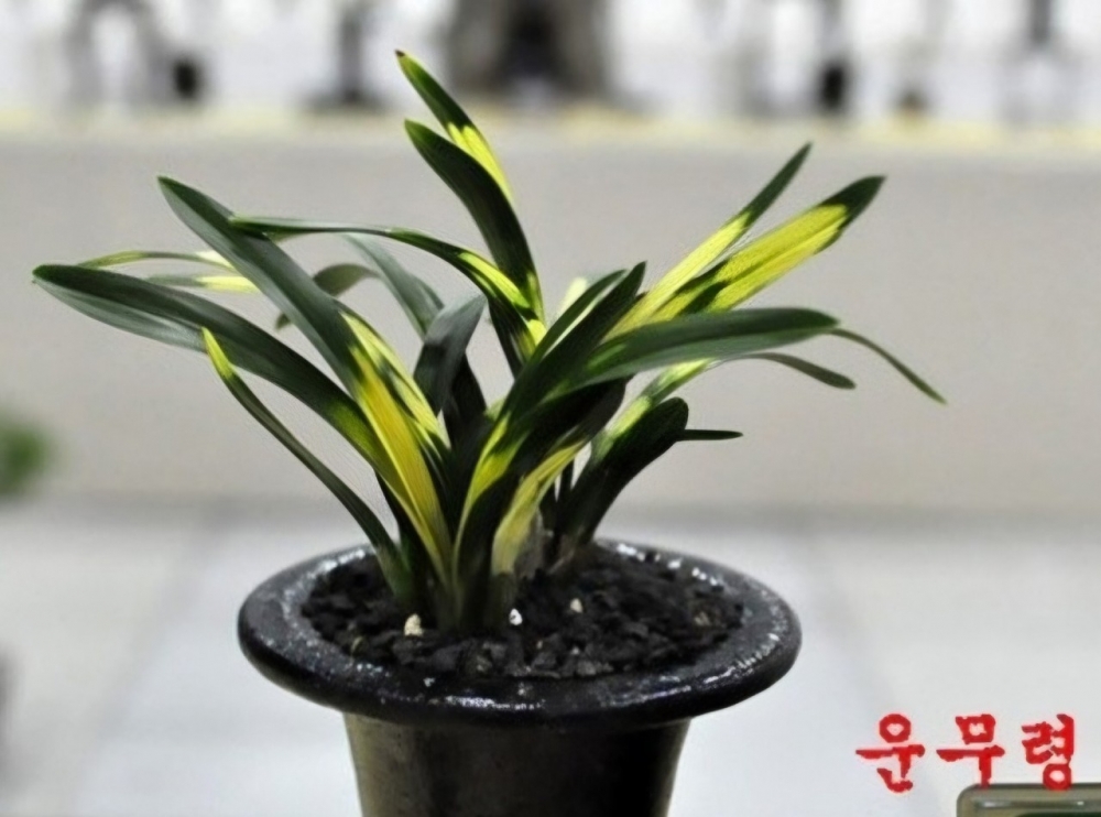 태양초 운무령 입니다