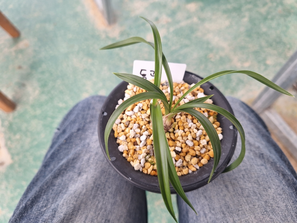 주금소심 동광 입니다