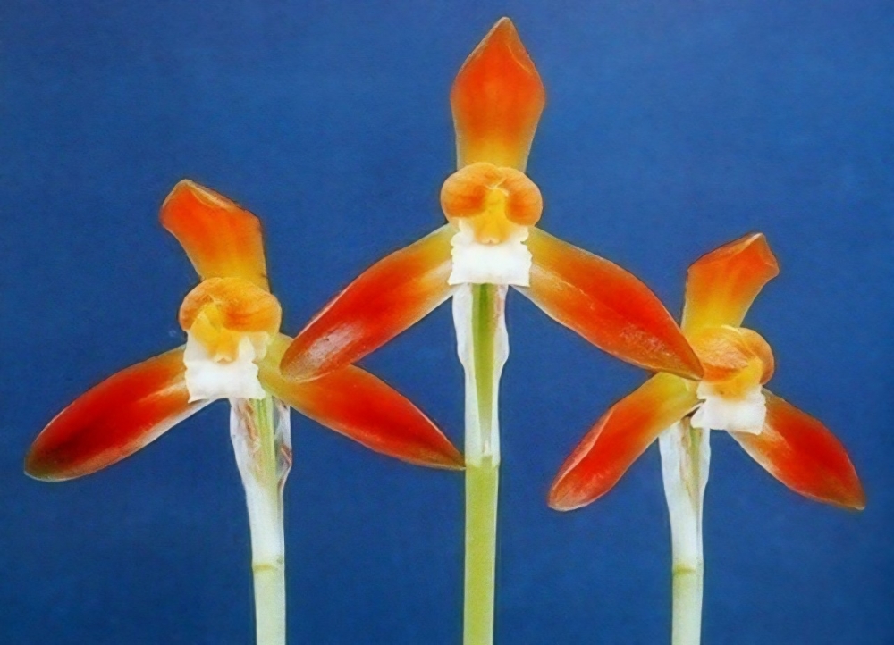 홍화소심 새벽 입니다 ?