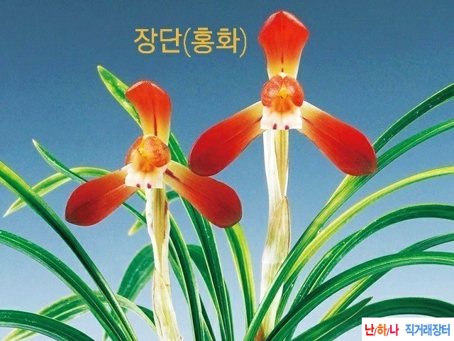 장단
