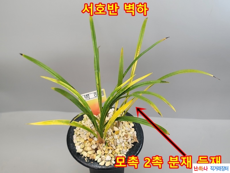 벽하