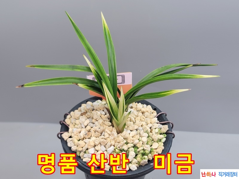 미금