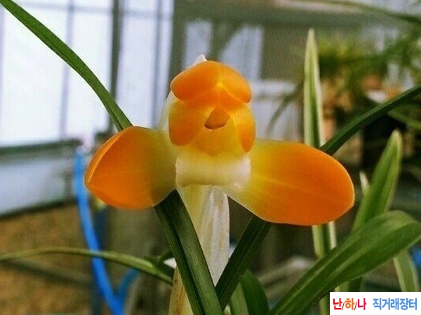 천사