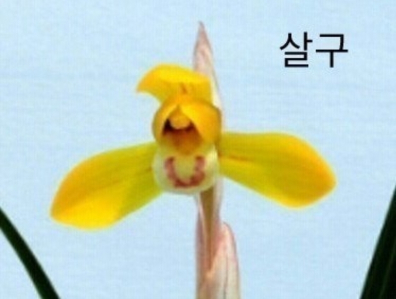 살구