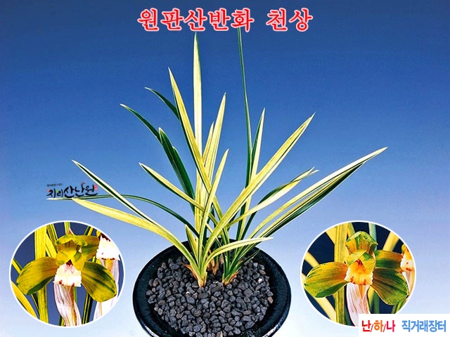 금계산반 천상