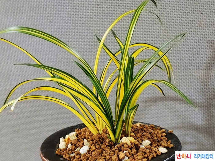 준  전시작 수광