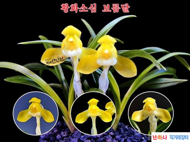 보름달