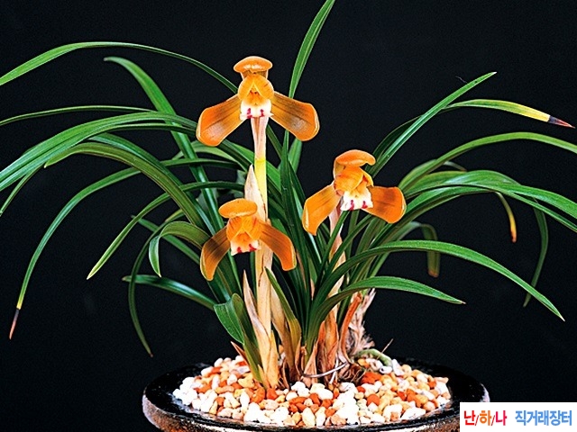 [전시작] 주금화