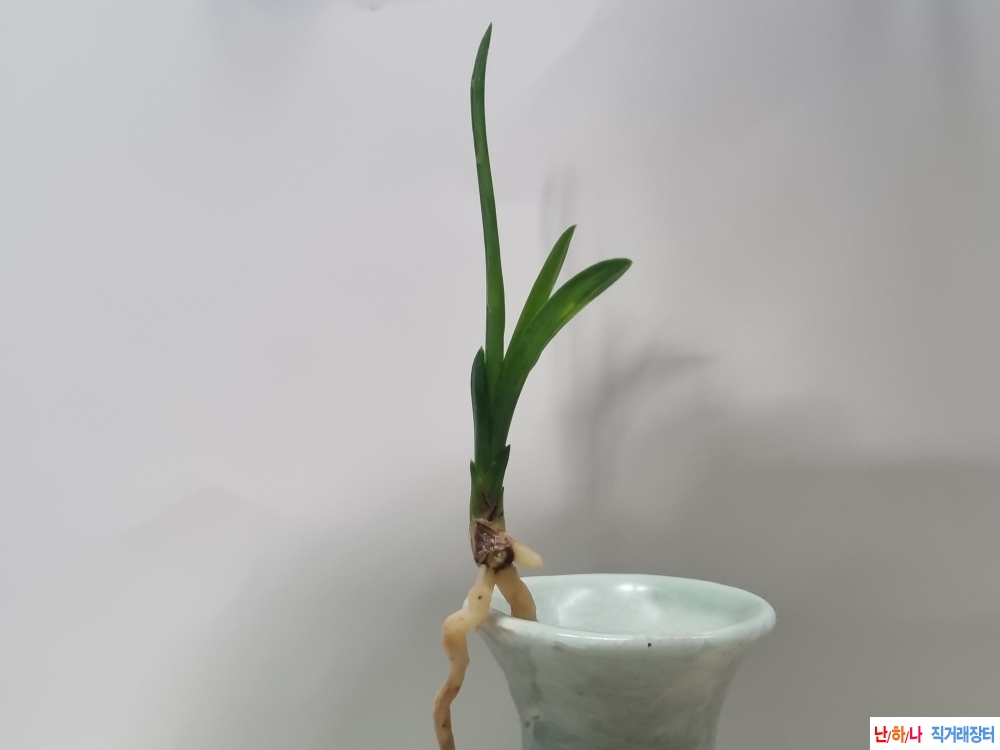 무늬좋고 뿌리좋은 사?