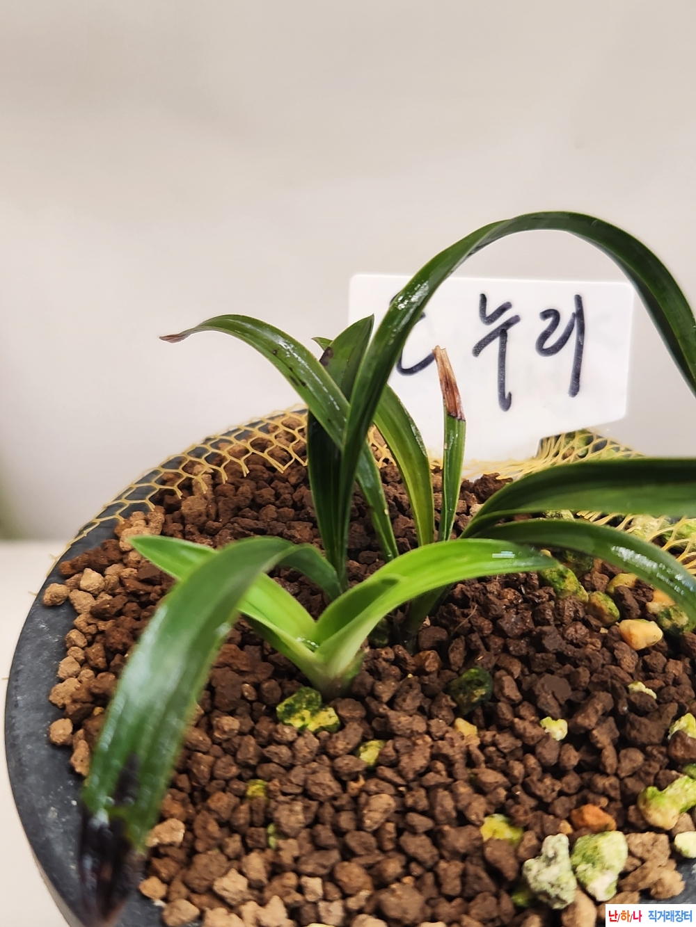 온누리단엽중투.무지