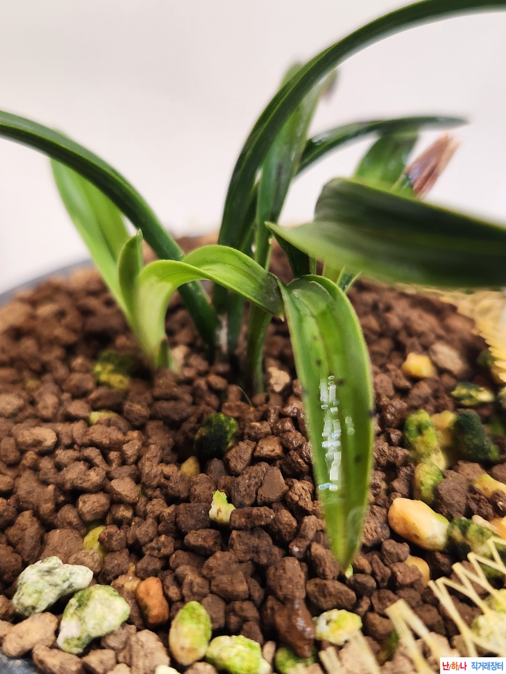 온누리단엽중투.무지