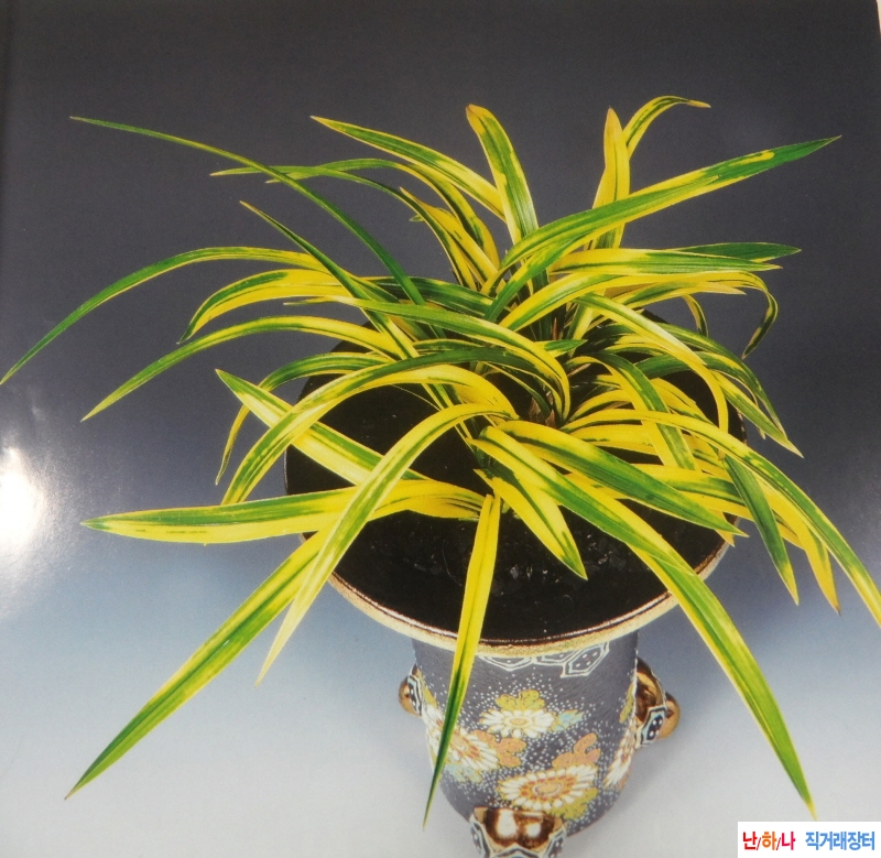 정일품  - 호반 -