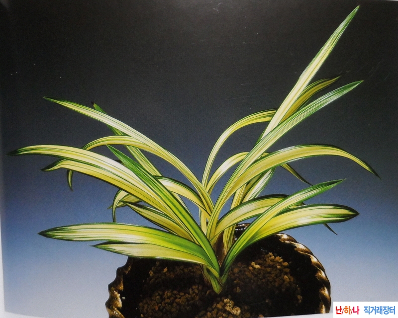 사천왕(四天王)  - 중투?