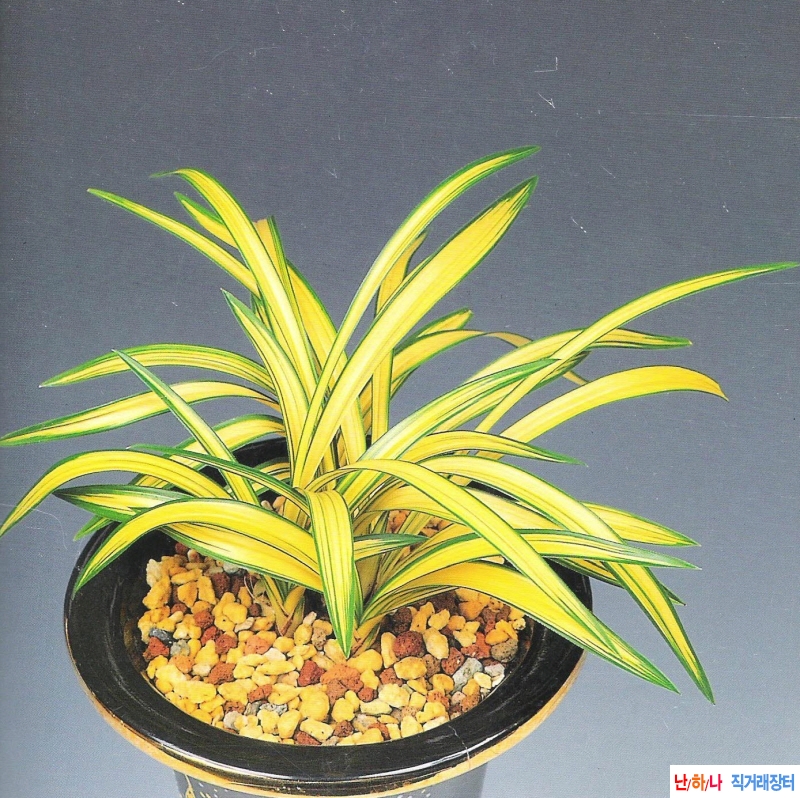 진주수(眞珠壽)  - 중투?