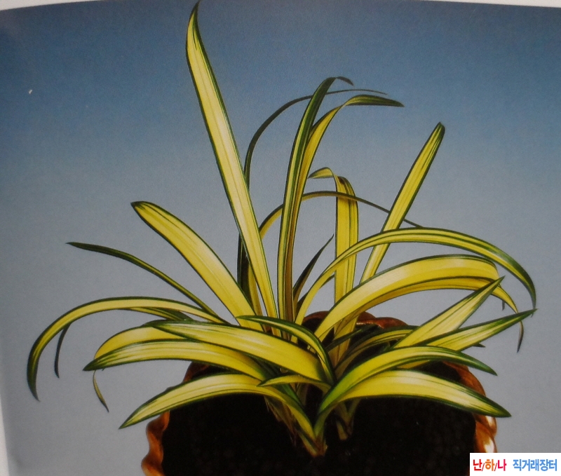 신문(神門)  - 중투호 -