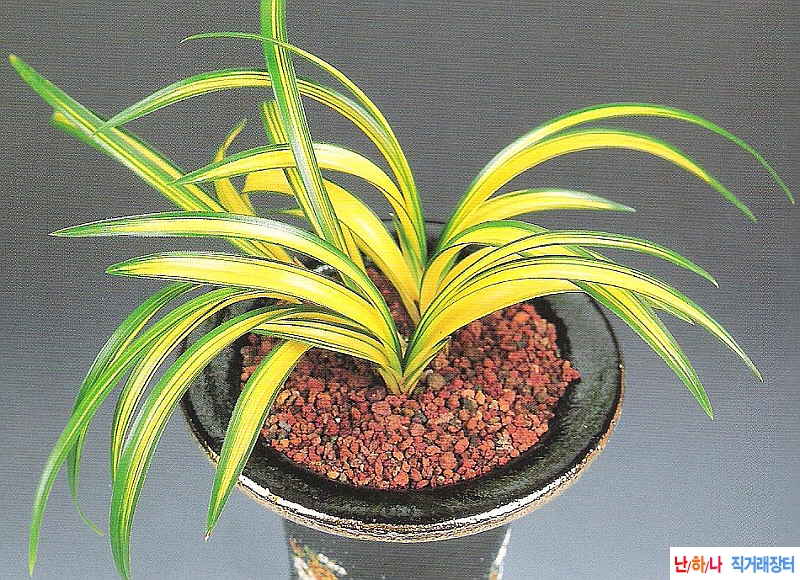 금강보 (金剛寶)  - 중?