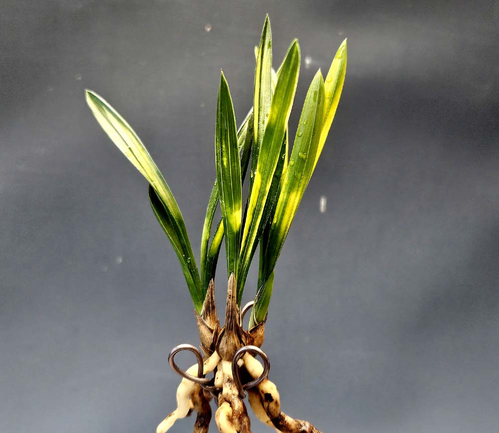 건실한 전진3촉