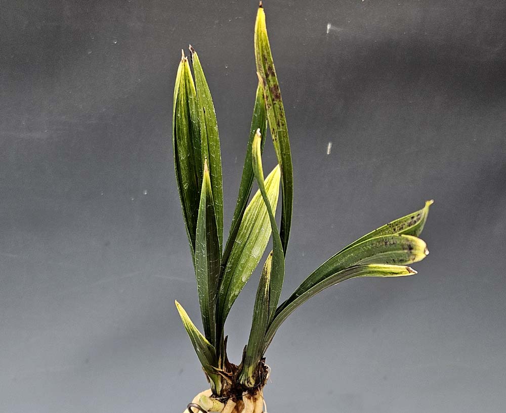 최상작 (길이16 넓이1.4)