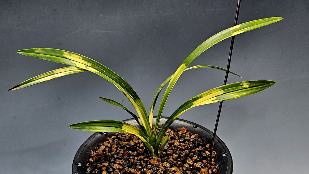 짱짱하고 잘생긴