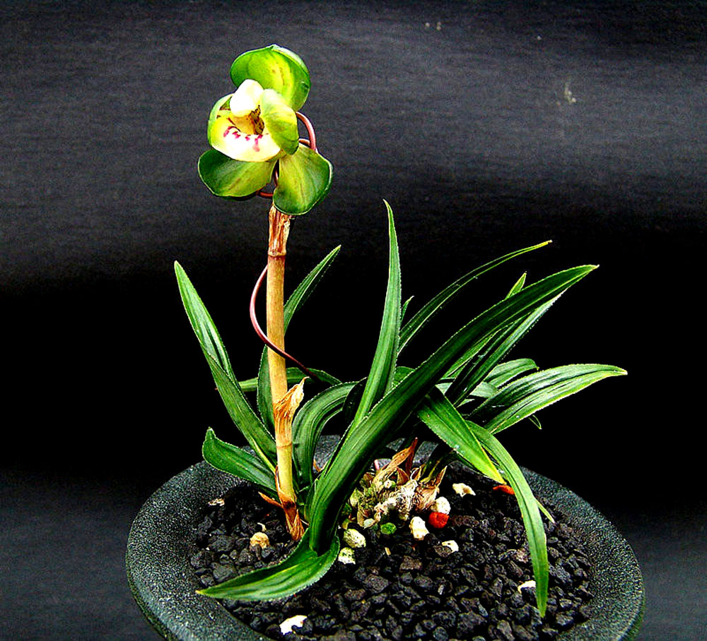 단엽수정중투 원판중?