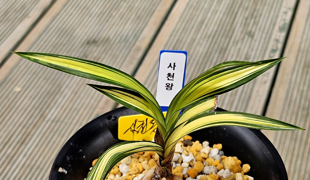 인기품종