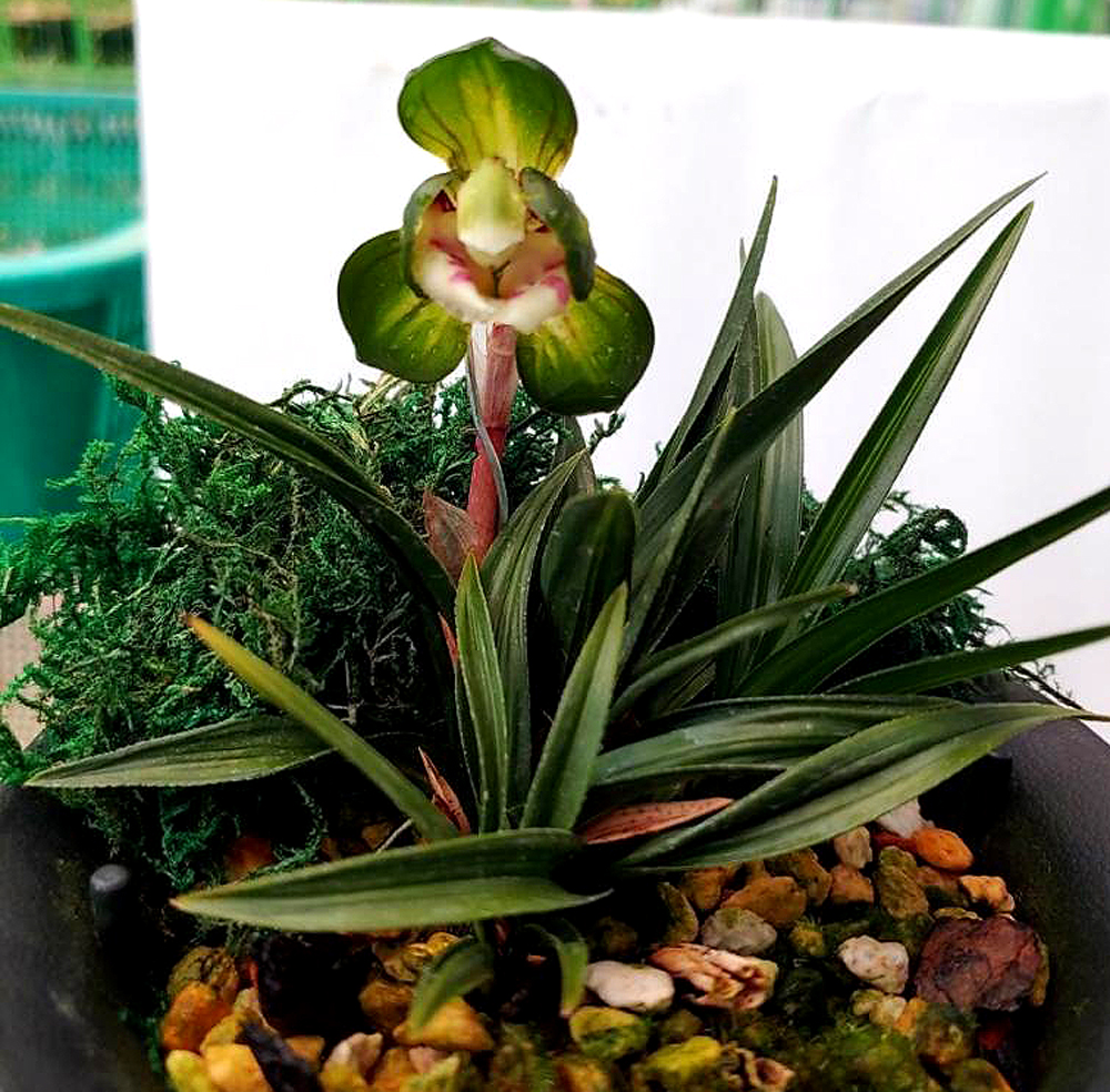 단엽수정중투 원판중?