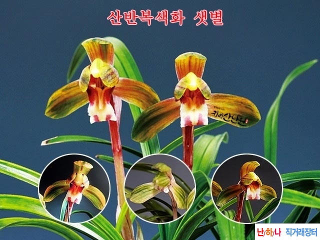 산반복색화