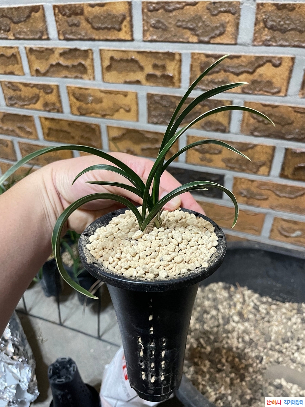 신라