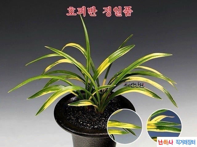정일품