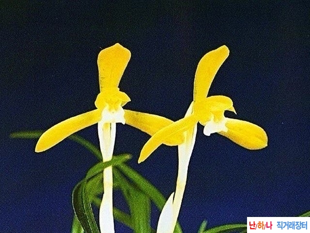 성황