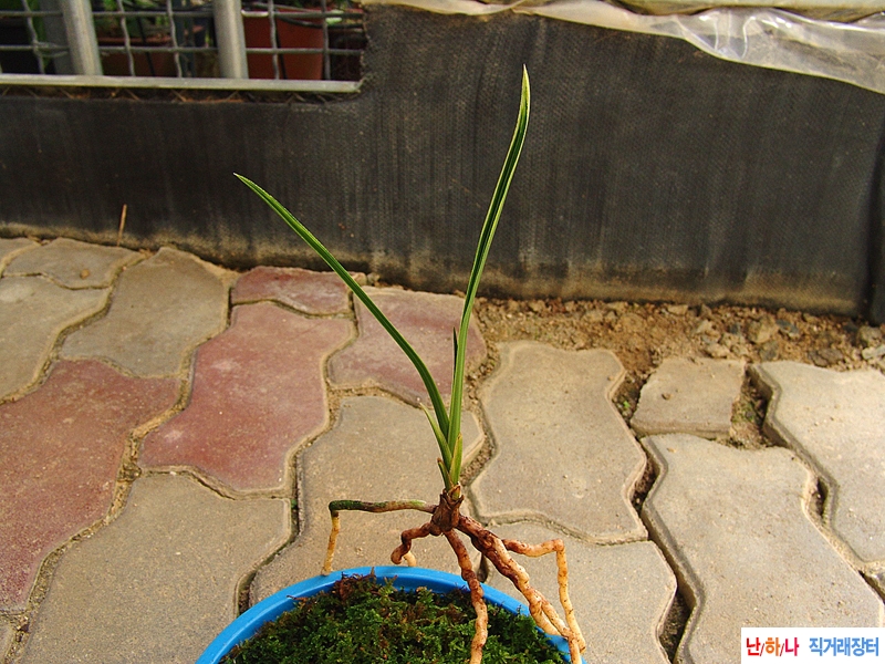 일경구화 입엽성 산반?