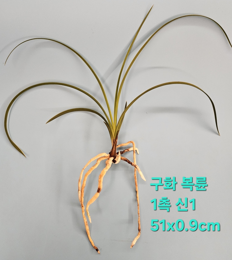 건강한 복륜