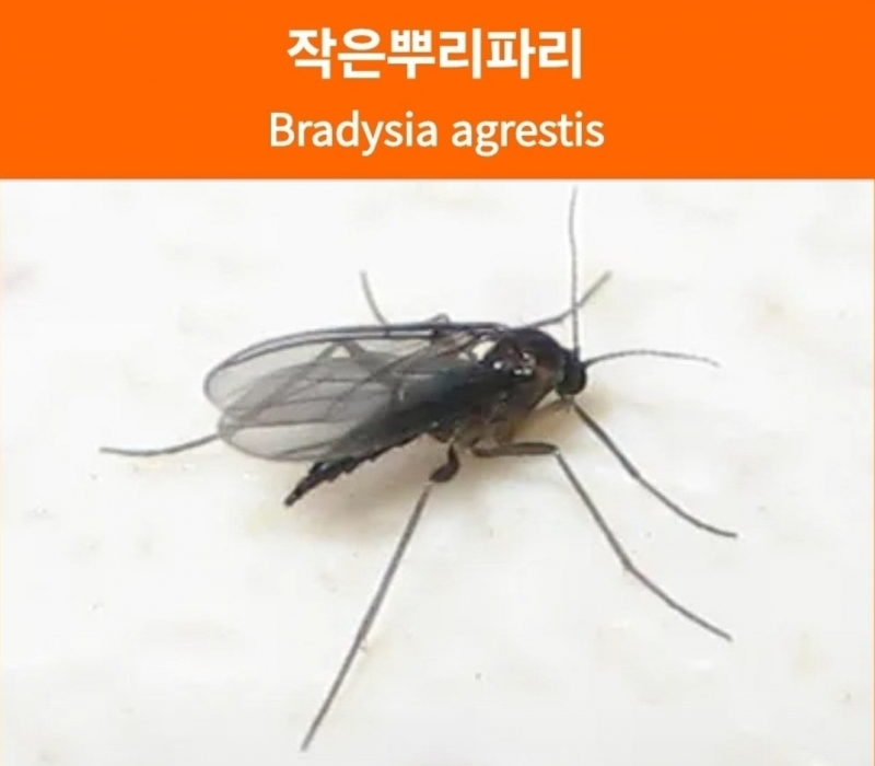 살충라벨