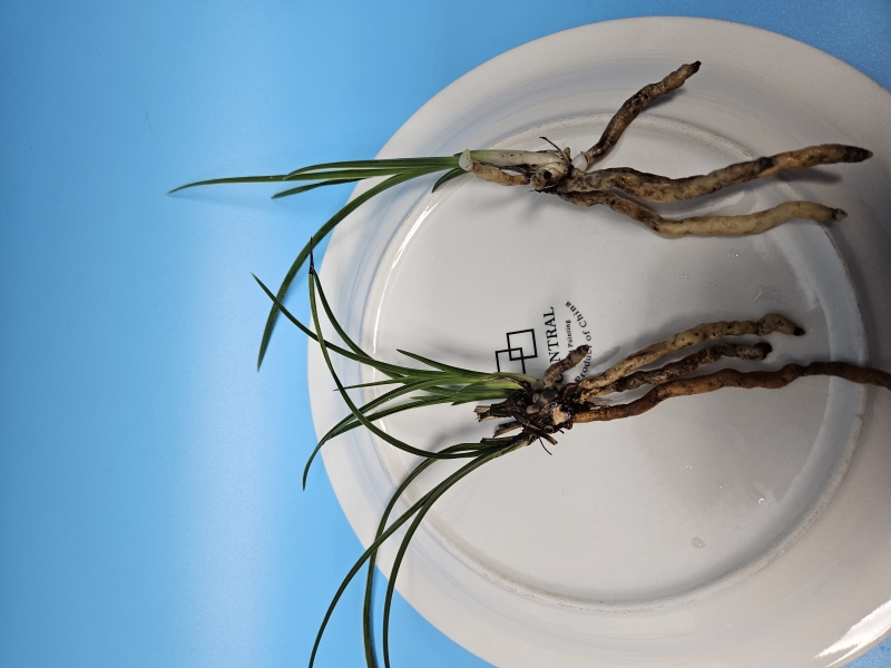 일경구화 산반복륜