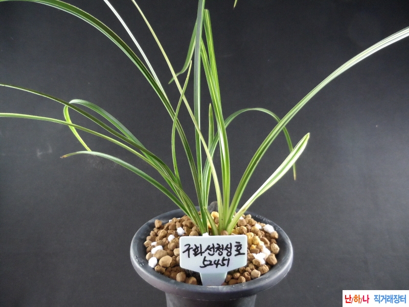 구화 선청성 호