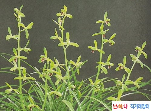선록(仙綠)  - 일경구화?