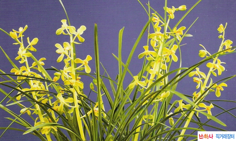 극품(極品)  - 일경구화?