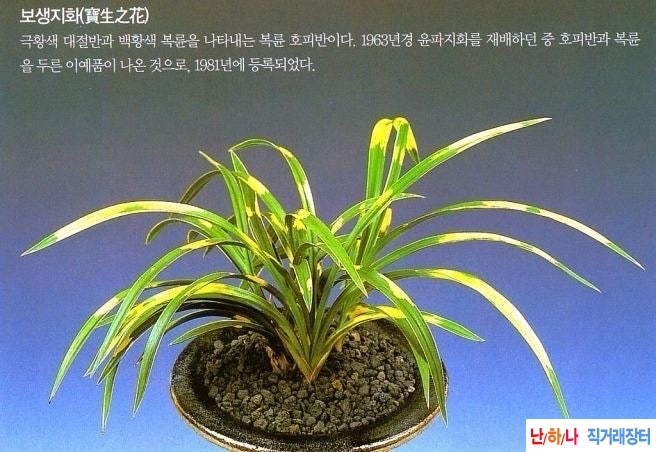 극황복륜호피반