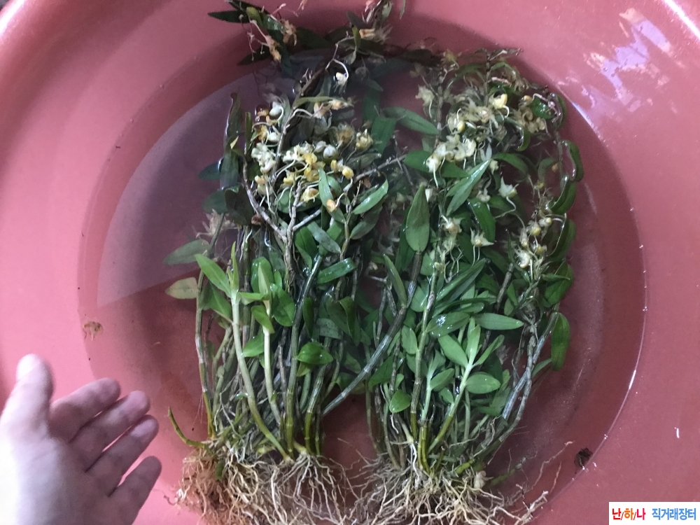생재 철피석곡주,철피?
