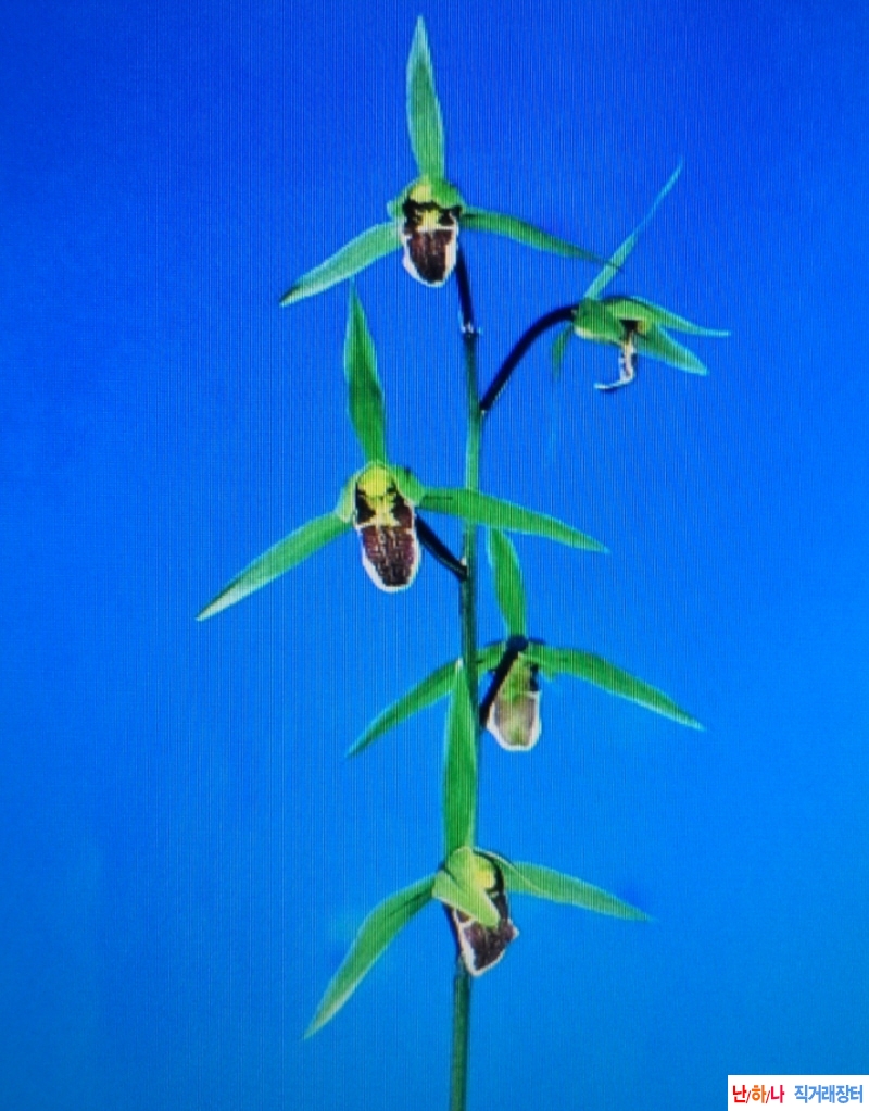 한란  황제(皇帝) -  대?