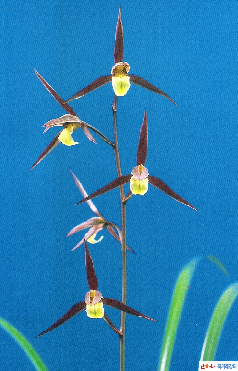 한란  대천(大泉)  - 홍?