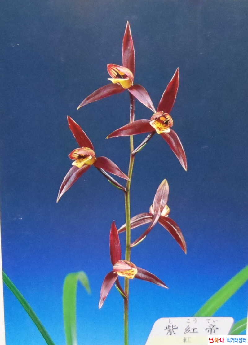 한란 자홍제(紫紅帝)  -?