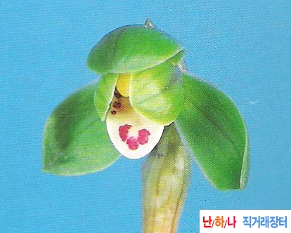 취개(翠蓋)  - 두화,하?