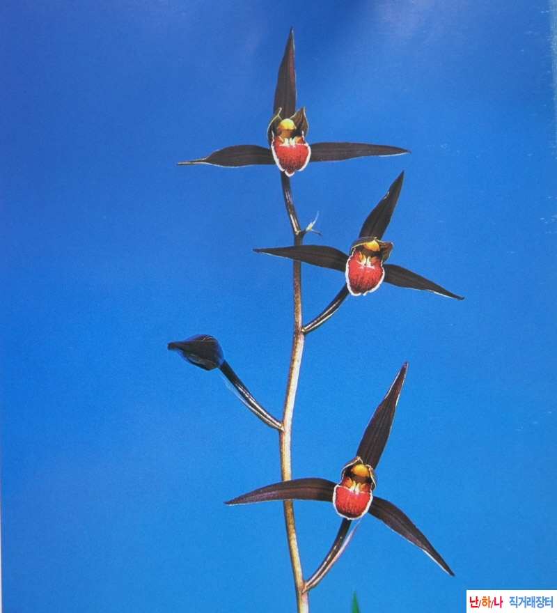 한란  야나세금(錦) - ?