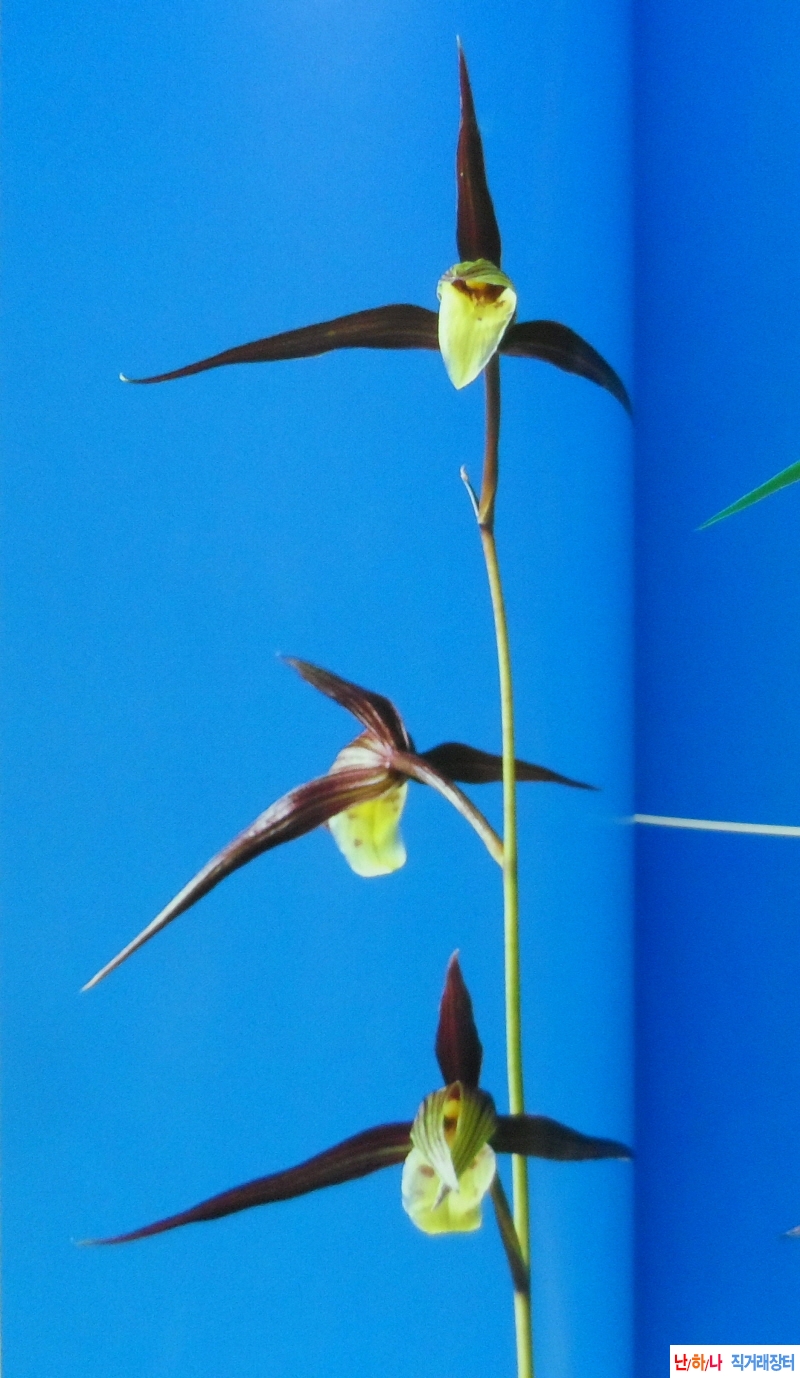 한란  대자보(大紫?) - ?