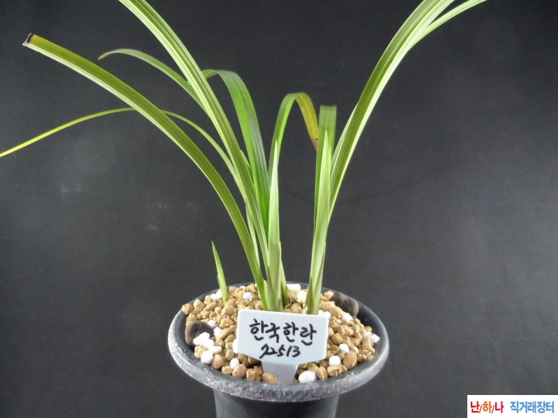 한란 한국한란  - 산채 ?