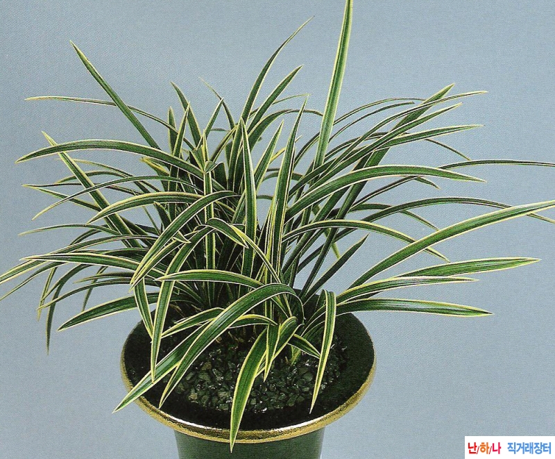 성황(聖晃) - 복륜 -