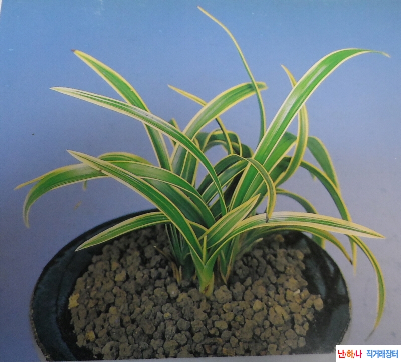 국왕관(國王冠)  - 복륜?