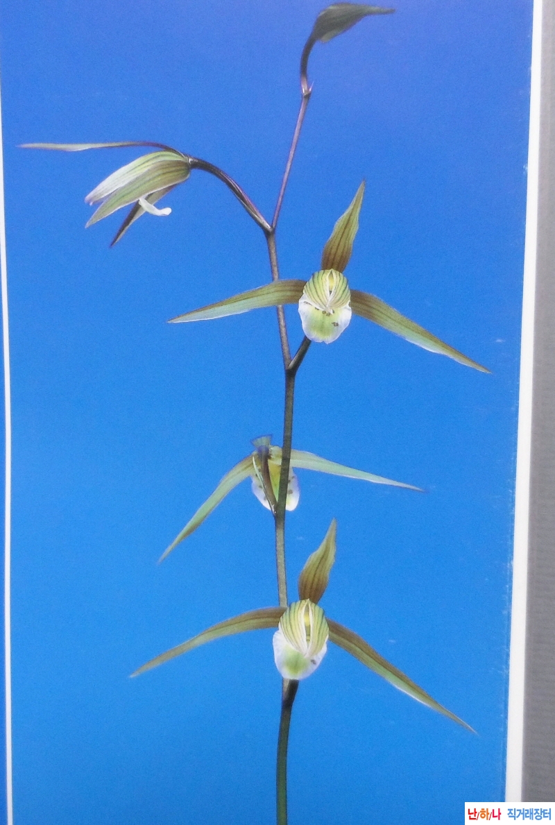 한란  채풍(彩風) - 경?