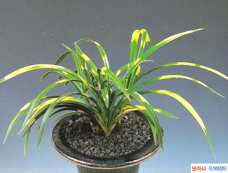 보생지화(寶生之花)  - ?